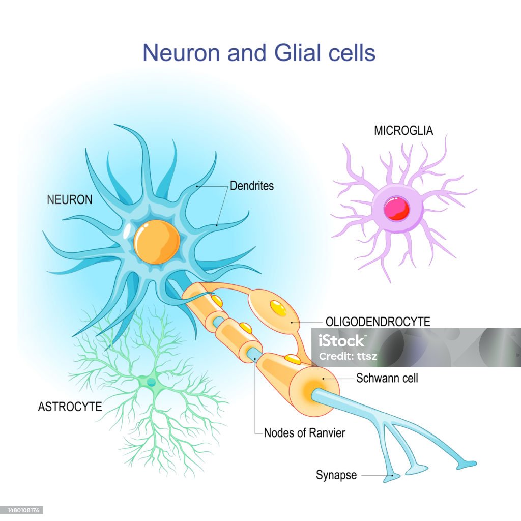 <p>Neurons are nerve cells that receive and transmit information through the nervous system whereas neuroglia aka glia are cells that insulate, support, and nourish neurons.</p>