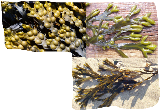 <p>Fucus vesiculosus</p>