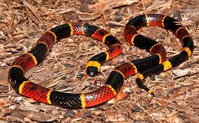 <p><span>Eastern Coral Snake</span></p>
