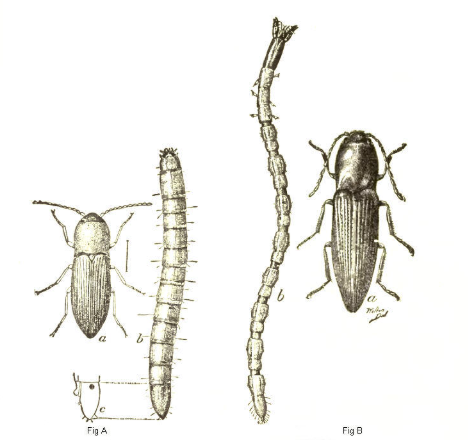 <p>Look like segmented worms, but with many legs. One kind is a consistent shape and little fuzzy things on their head, while another kind is inconsistently segmented, with their head and abdomen being much different shapes; this one has thicker antennae and bigger hair stuff</p>