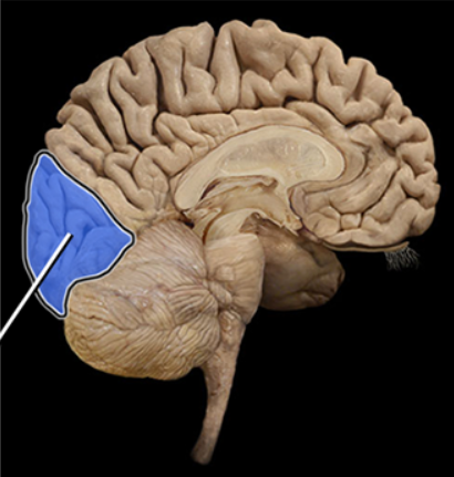 <p><span><span>Occipital lobe</span></span></p>