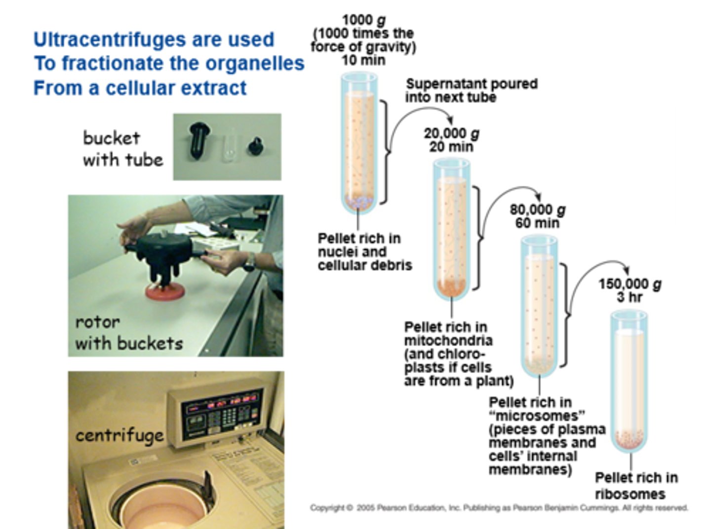 <p>organelles; cellular extract</p>