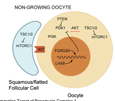<ul><li><p>yes, TSC is in the granulosa cells AND the CYTOPLASM of the oocyte</p></li><li><p>in both cases it is inhibiting the mTORC pathway </p></li></ul><p></p>