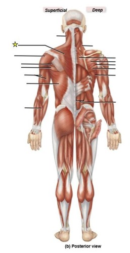 <p>identify the muscle</p>