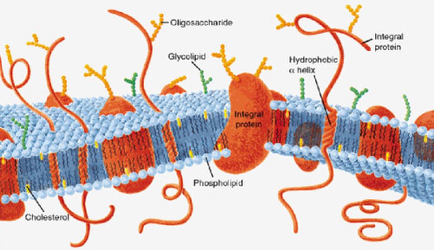 <p>- The cell membrane has a phospholipid bilayer</p><p>- Each phospholipid has a hydrophilic (polar) head facing water environment and hydrophobic (non-polar) tails facing away from water environment</p><p>- membrane contains intrinsic proteins such as channel and carrier proteins, and extrinsic(peripheral) proteins</p><p>- membrane contains glycoproteins and glycolipids </p><p>(for cell recognition)</p><p>- It also contains cholesterol within the membrane</p><p>( to regulate fluidity and stability)</p>