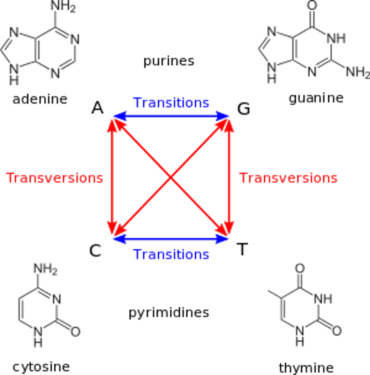 <p>transversion mutation</p>