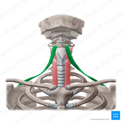 <p>below hyoid; depresses or stabilizes hyoid</p>