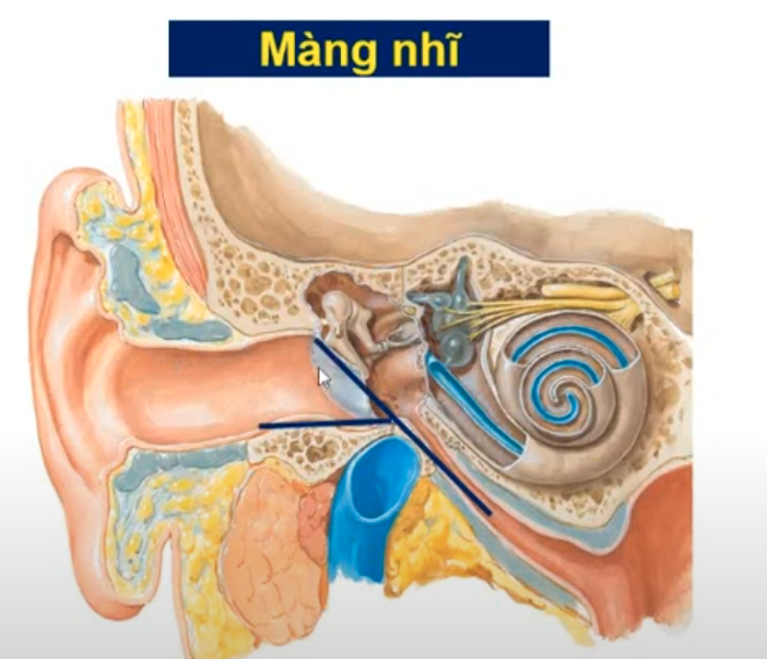 <p>Chi tiết nào ngăn cách tai giữa và tai ngoài </p>