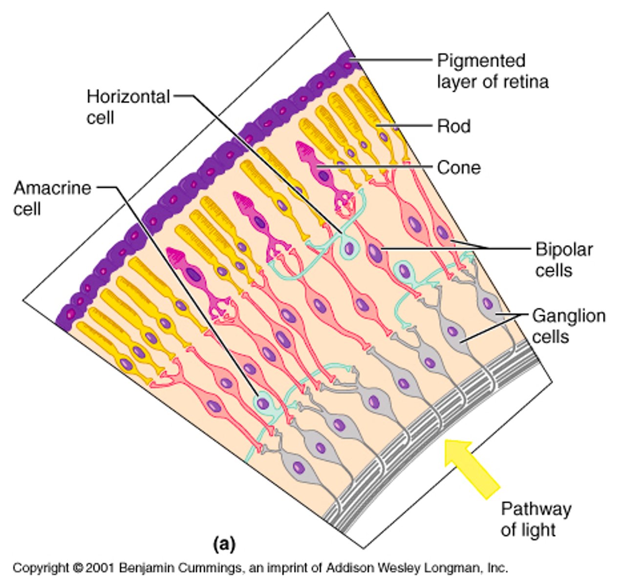 <p>specialized cells behind the bipolar cells whose axons form the optic nerve which takes the information to the brain</p>