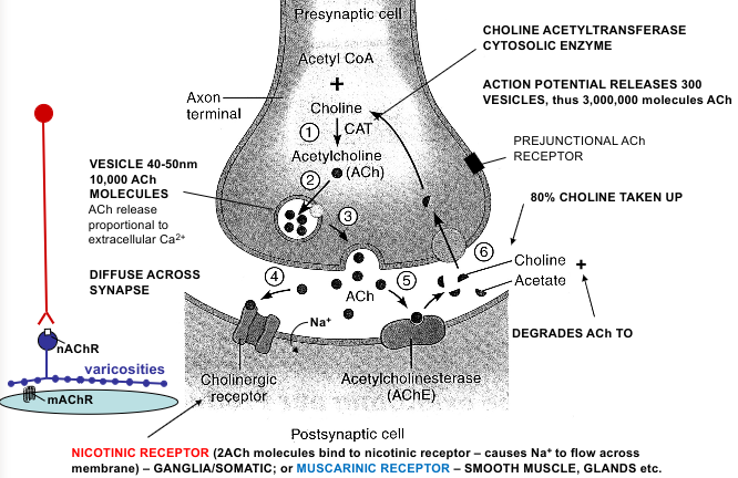 <p>ACh acts postjunctionally on nicotinic receptors at ganglionic synapses </p><p>ACh acts postjunctionally on muscarinic receptors at effector cell, e.g. heart and smooth muscle</p>