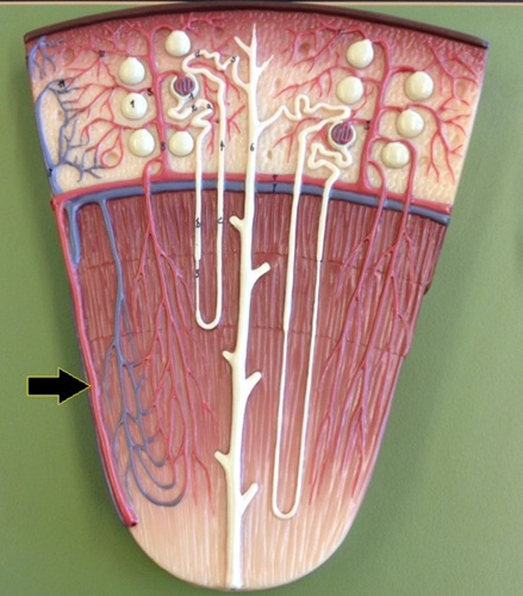 <p>Identify the vessel.</p>