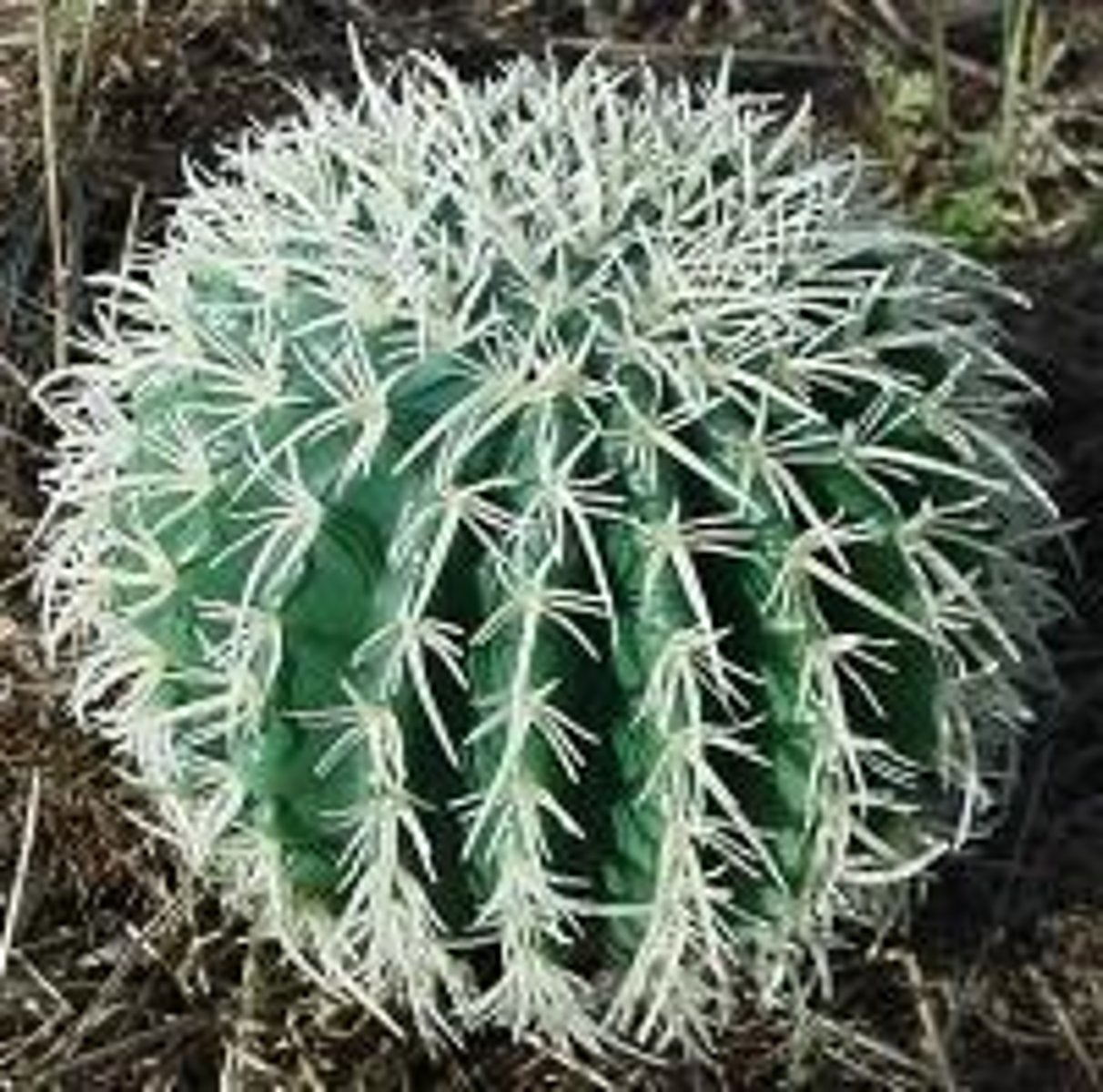 <p>Cacti; plants having some parts that are more than normally thickened and fleshy, usually to retain water in climate or soil conditions (Desert Biome)</p>