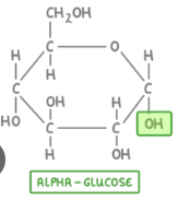 <p>-OH is below the ring</p><p>Alpha Glucose <strong>glycosidic linkages</strong> are more easily digested by humans</p>