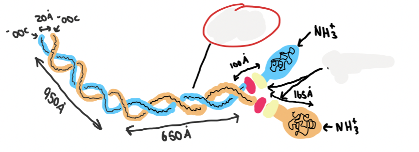 <p>what structure is this</p><p>what is the name of the circled part </p>