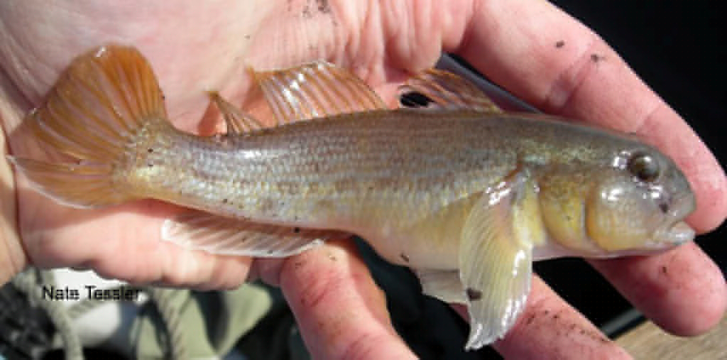 <p>Round Goby; fused pelvic fins, black spot on rear of first dorsal fin, mottled gray-brown body.</p>