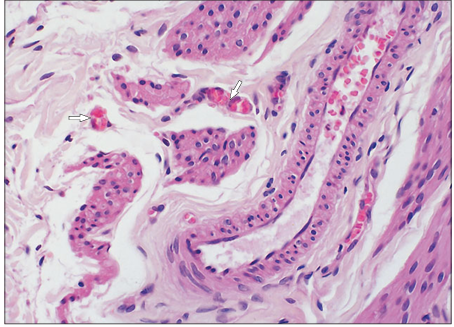 <p>name of histologic slide:</p><p>Specie:</p><p>Stain Used:</p>