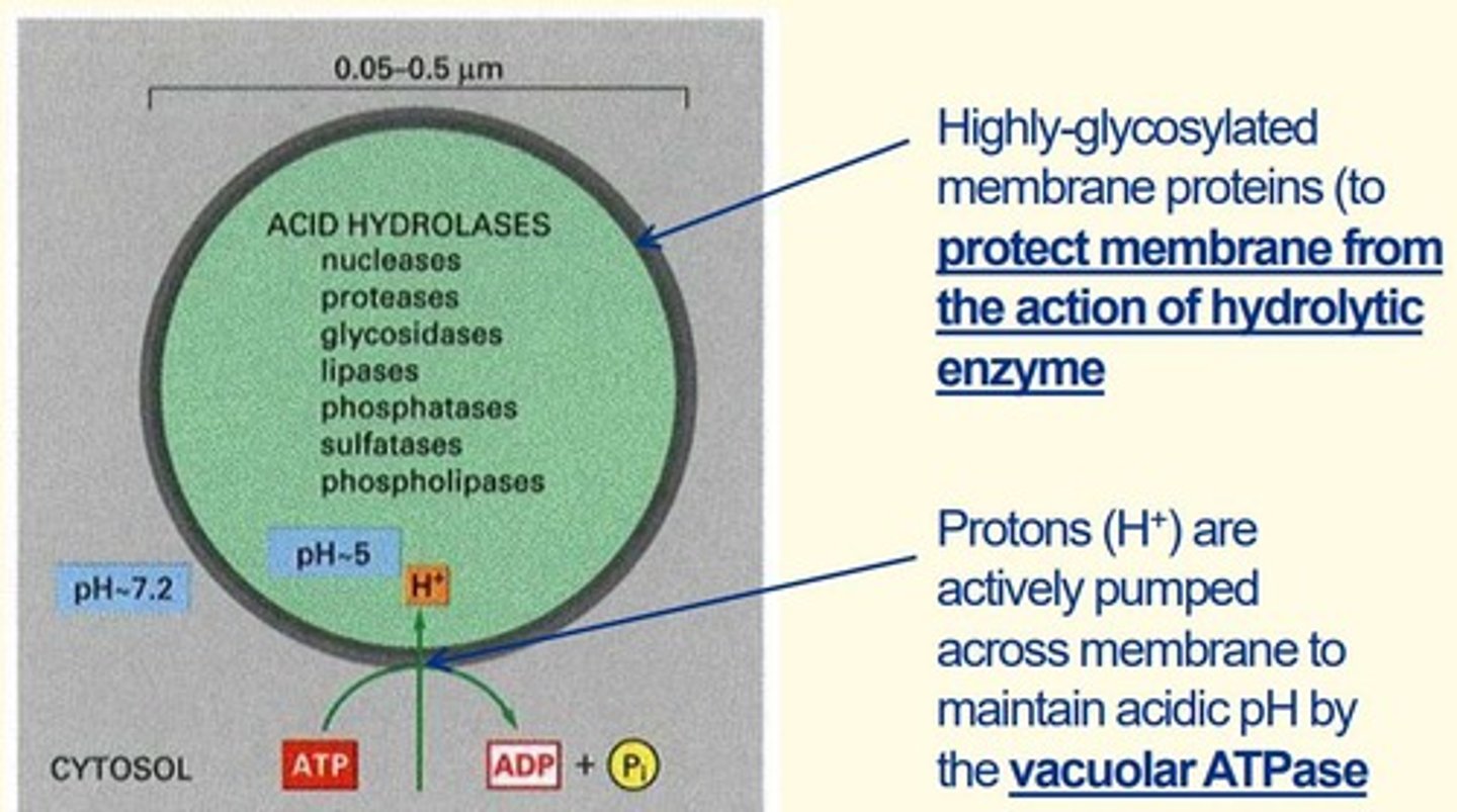 <p>• Organelle containing digestive enzymes called acid hydrolases (e.g., nucleases, lipases, phosphatases, proteases)</p><p>• Protons actively pumped across membrane to maintain acidic pH inside lysosomes via vacuolar ATPase</p><p>• Highly glycosylated membrane proteins (to protect lysosome membrane from action of hydrolytic enzymes inside them)</p><p>• Product of the Golgi</p>