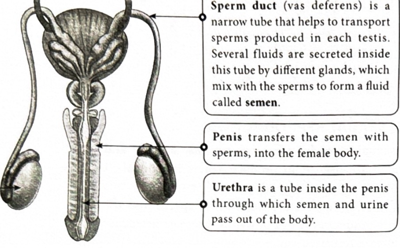 <p>A small tube through which urine and semen exit the body.</p>
