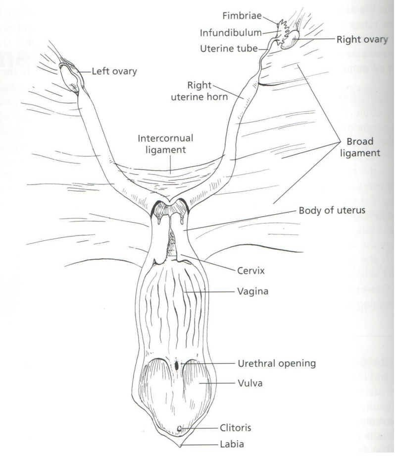 <p>Picture of&nbsp;</p>