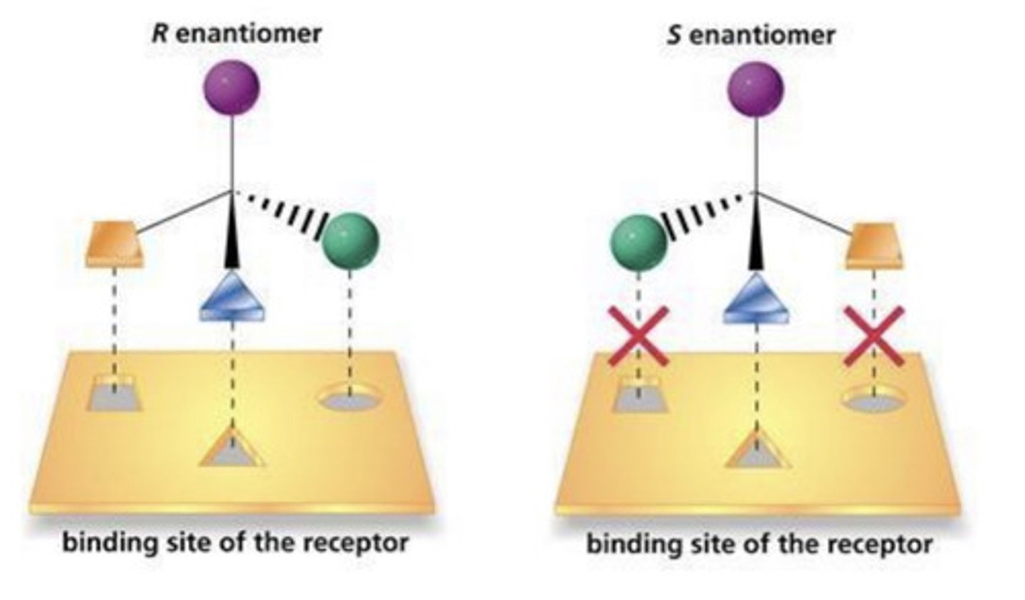 <p>(R) enantiomer active binds correctly to receptor to trigger response <br>(S) enantiomer cannot bind correctly, does not trigger response.</p>