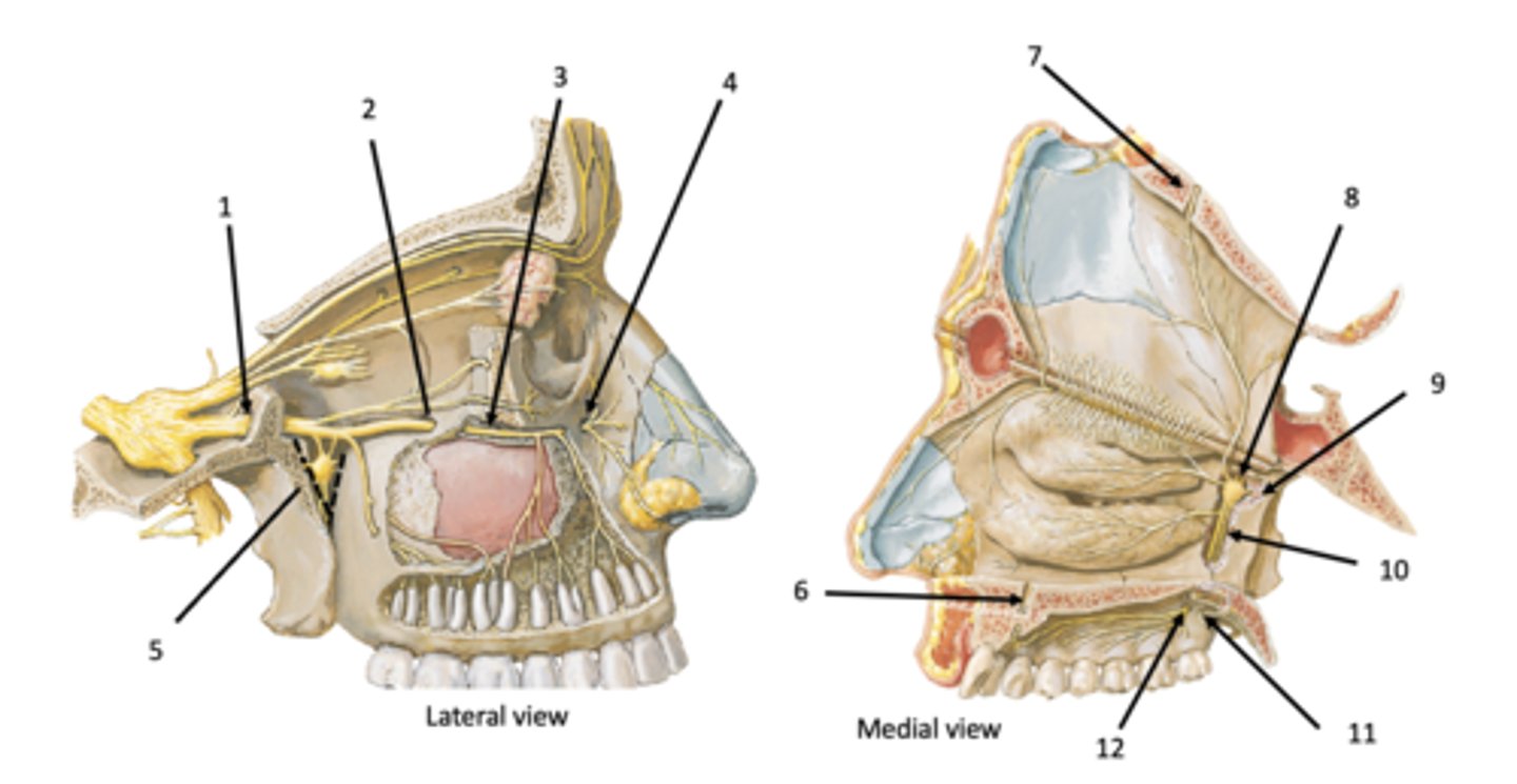 <p>Identify the structure at #2</p>