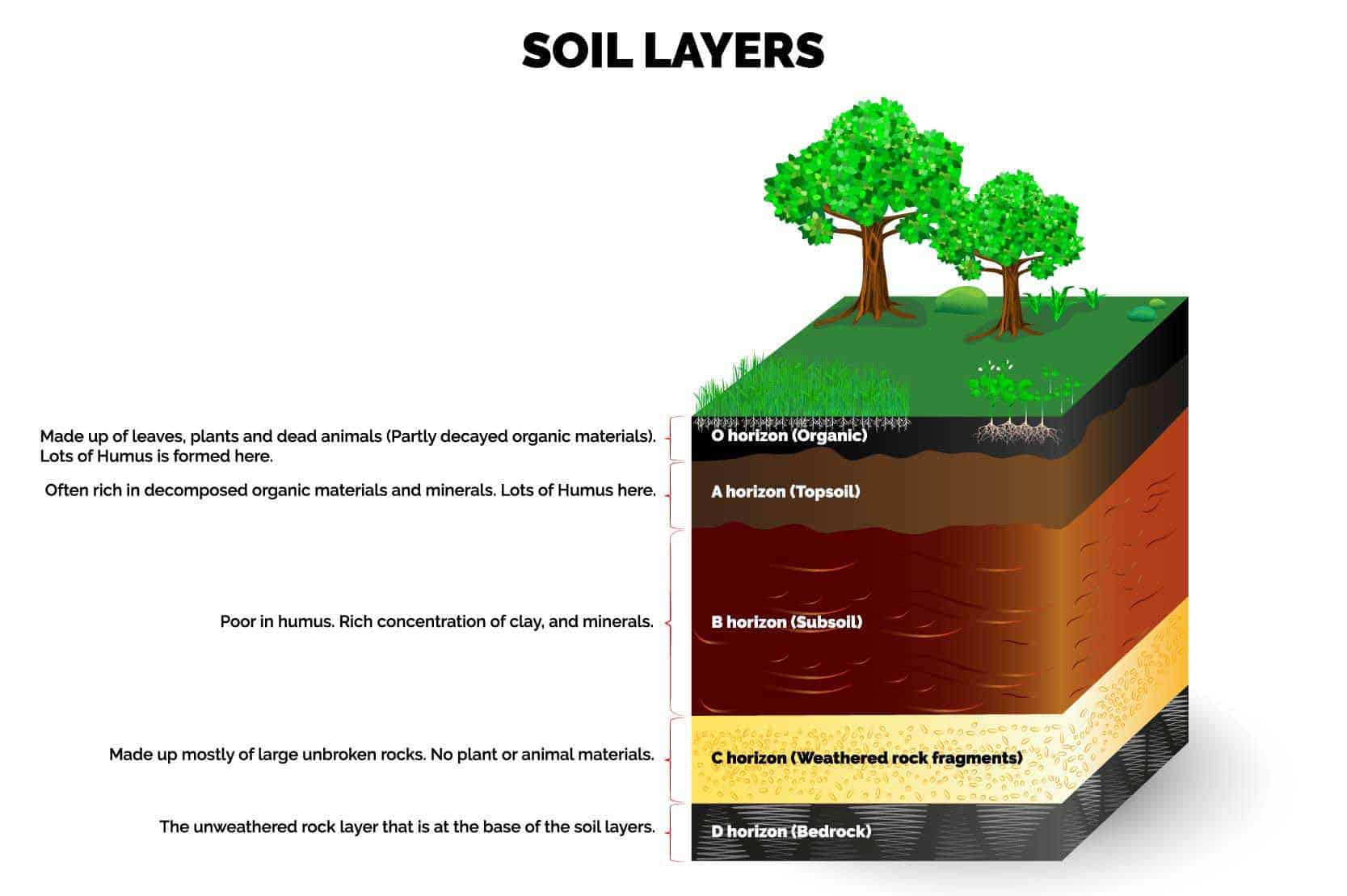 <p>layer of spongelike organic material </p><p>in the O Horizon </p><p>contains carboxyl and phenolic hydroxyl groups, used in CEC </p><p>Hydrophobic filaments sorb nonpolar solutes from soil(hydrophobic binding) </p><p>provides carbon and energy for microbes </p>