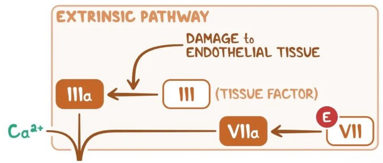 <ul><li><p>Tissue factor (secreted by endothelial cells after external damage ) comes into contact with Factor VII and activates it → factor VIIa</p></li></ul><ul><li><p>﻿﻿Factor VIla goes on to activate Factor X → Xa</p></li><li><p>﻿﻿The common pathway then begins</p></li></ul><p></p>