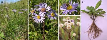 <p>Aster</p>