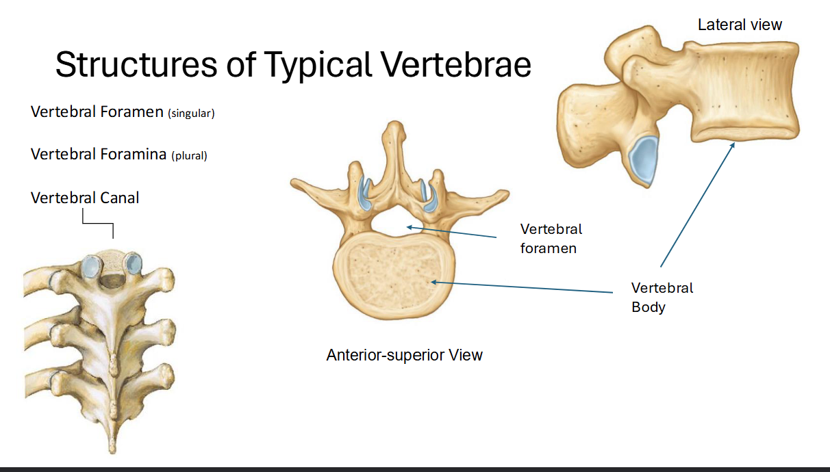<ul><li><p>Foramen is the “hole” in the vertebrae → where nerves travel through</p><ul><li><p>body is basically the main body (self explanatory)</p></li></ul></li><li><p>**Vertebral Canal runs right through the middle of the spine! (collection of foramen assembled)</p></li></ul><p></p>