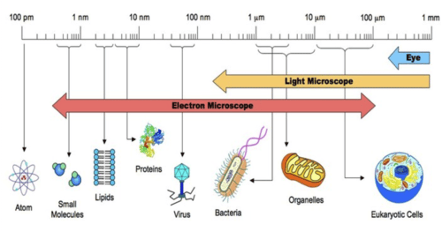 <p>In order: Molecules, membranes, viruses, bacteria, organelles, eukaryotes</p><p>1nm, 10 nm, 100 nm, 1 um, 10 um, 10 - 100 um</p>