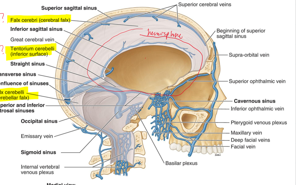 <p>It seperates the cerebral hemisphere [longitudinal fissure]</p>
