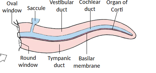 <p>perilymph found in vestibular duct and tympanic duct is similar to plasms (high sodium low potassium)</p><p>endolymph in cochlear duct is similar to intracellular fluid (low sodium high potassium)</p><ul><li><p>cochlear duct contains Organ of Corti with sensory hair cells and support cells</p></li></ul><p></p>