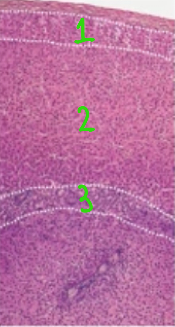 <p>Identify and explain the 3 parts of the adrenal cortex. </p>