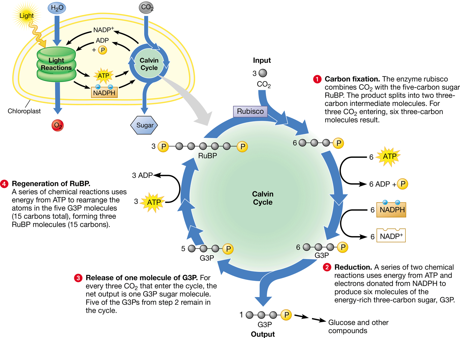 <ul><li><p>In <u>carbon fixation</u>, rubisco combines 3CO2 with 3RuBP to form 6 3-PGA</p></li><li><p>P from 6 ATP &amp; electrons from 6 NADPH <u>reduce</u> the 6 3-PGA into 6 G3P</p></li><li><p>1 G3P exits the cycle &amp; can be used to make glucose for a net gain of 1 G3P for every 3 CO2</p></li><li><p>During <u>regeneration</u>, 3 ATP are used to rearrange the remaining 5 G3P (15 C’s) into 3 RuBP (15 C’s)</p></li><li><p>Occurs in the stroma</p></li></ul>