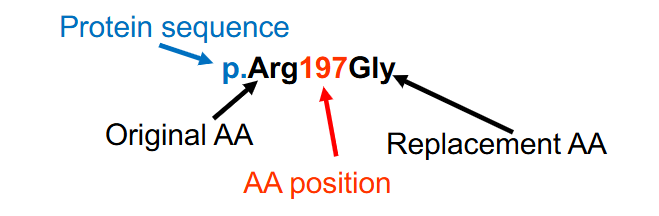 <p>Protein Variant Nomenclature</p>