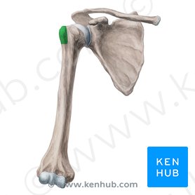 <p>What bone structure is this?</p>