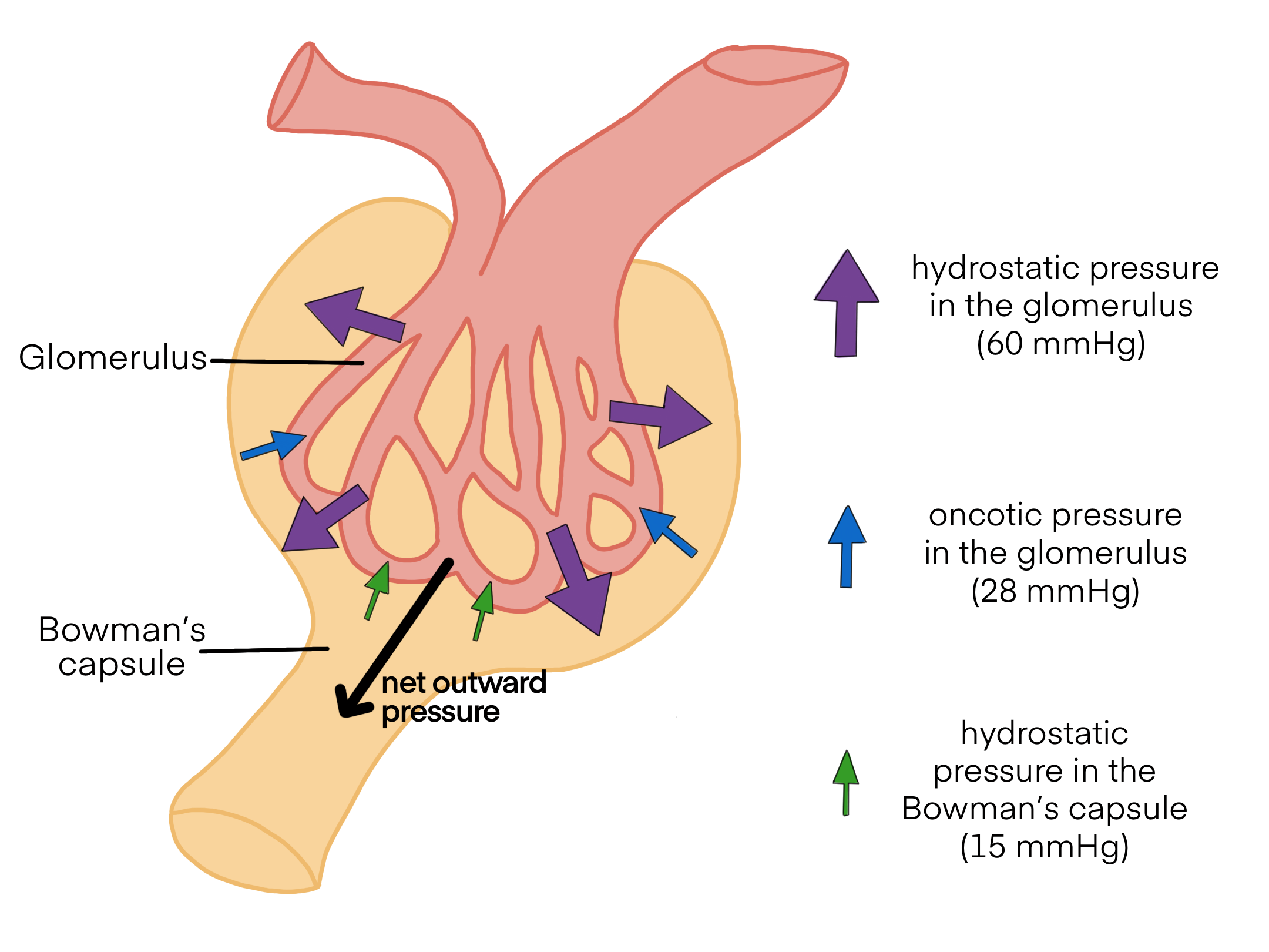 <p>The fluid pressure of the Bowman’s capsule is? (mmHg)</p>