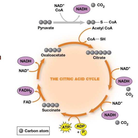 <ul><li><p>2 Carbons enter</p></li><li><p>Release of 2 CO<sub>2</sub> and the regeneration of oxaloacetate</p></li><li><p>Electrons are accepted by coenzymes</p></li></ul><p></p>