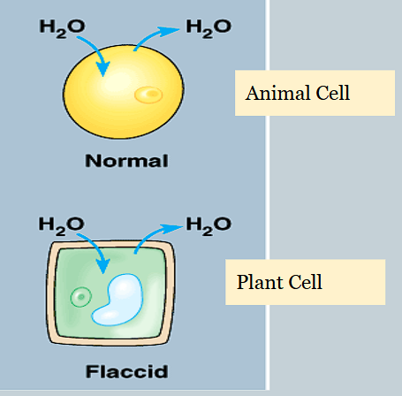 <p>How do isotonic solutions affect osmosis in cells?</p>