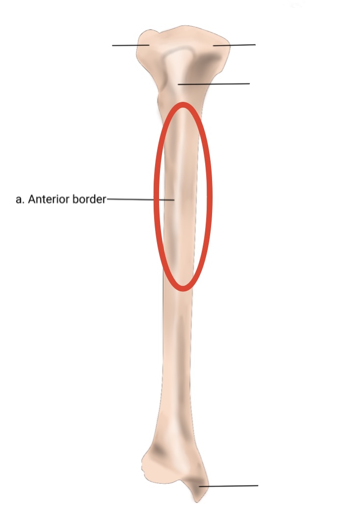 <p><span><span>Anterior border</span></span></p>