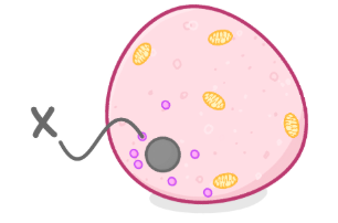 <p>what is the role of the <strong>ribosomes?</strong></p>
