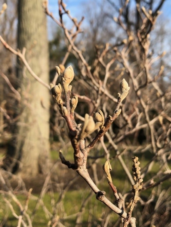 <p>Common name: Common witchhazel</p><p></p><p>Genus: Hamamelis</p><p></p><p>Species: virginiana</p><p></p><p>Family: Hamamelidaceae</p>