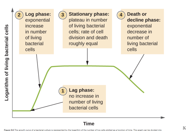 <p><strong>1 Lag Phase</strong> </p><ul><li><p><mark data-color="blue" style="background-color: blue; color: inherit">No increase in number</mark> of living bacteria cells </p></li></ul><p><strong>2 Log Phase </strong></p><ul><li><p><mark data-color="blue" style="background-color: blue; color: inherit">Exponential increase</mark> in number of<strong> living bacteria cells </strong></p></li></ul><p><strong>3 Stationary Phase</strong> </p><ul><li><p><mark data-color="blue" style="background-color: blue; color: inherit">Plateau in number of living bacteria cells, </mark>rate of cell division and death roughly equal </p></li></ul><p><strong>4 Death or decline Phase </strong></p><ul><li><p><mark data-color="blue" style="background-color: blue; color: inherit">Exponential decrease </mark>in number of living bacteria cells </p></li></ul><p></p><p></p>