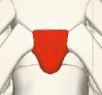 <p>Cartilaginous extension of the lower part of the sternum.</p>