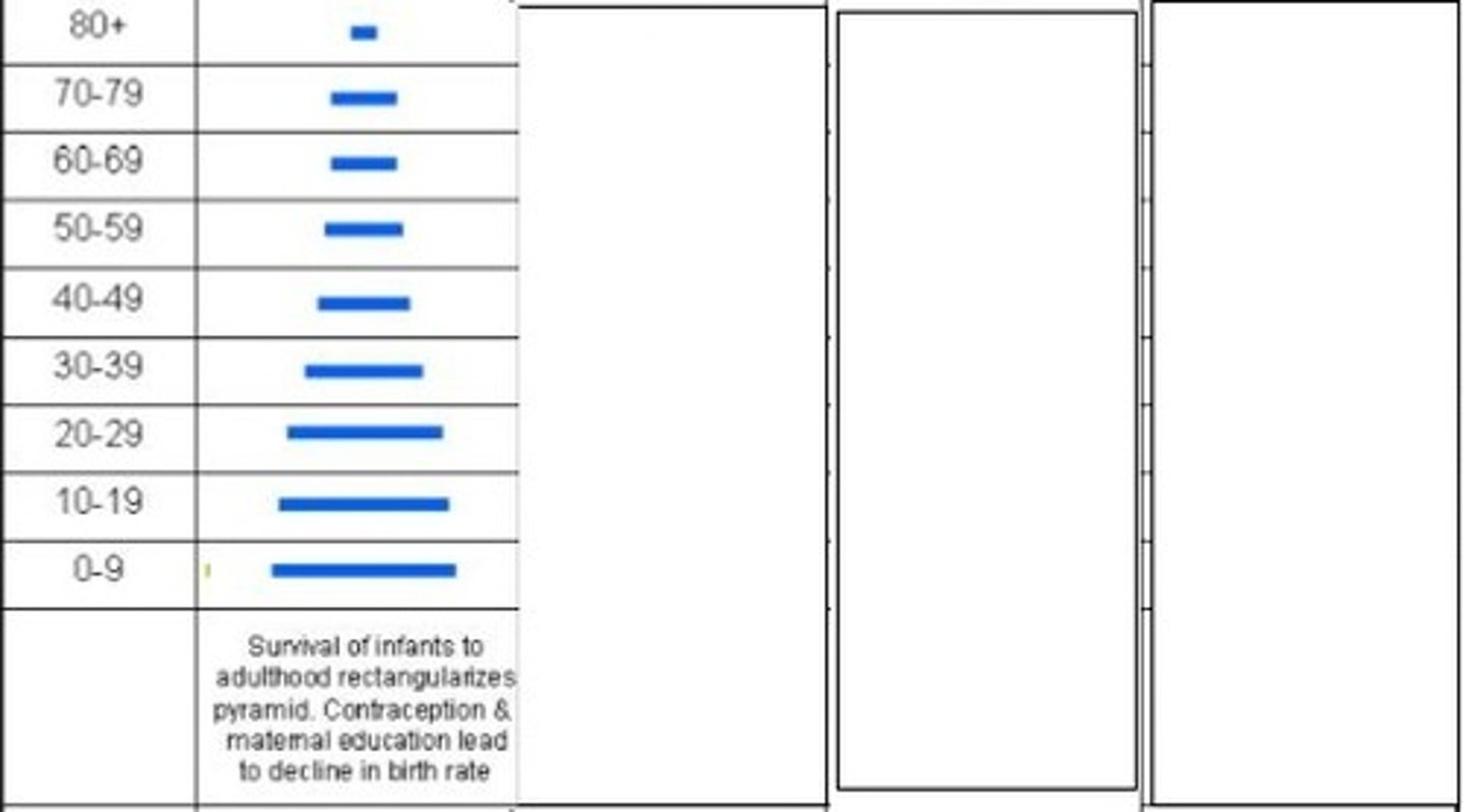 <p>Which stage of the demographic transition model is represented here?</p>
