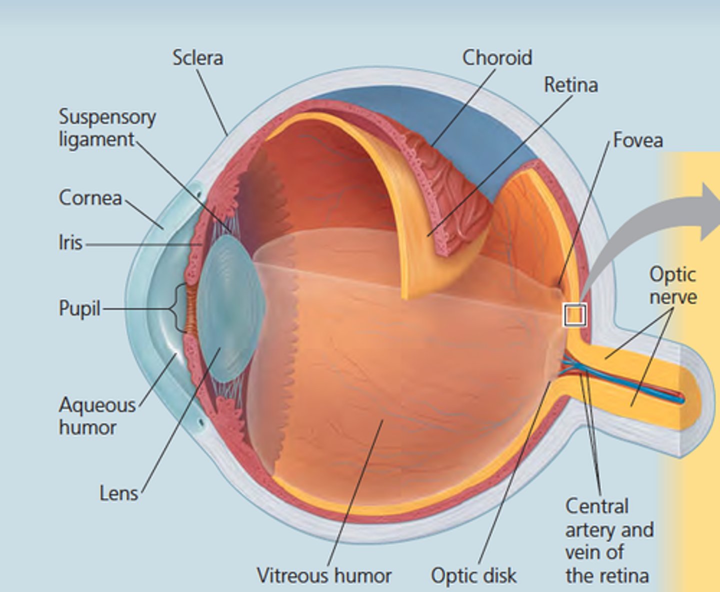 <p>A special sense organ that detects visible light waves; several accessory structures help to maintain &amp; protect it</p>
