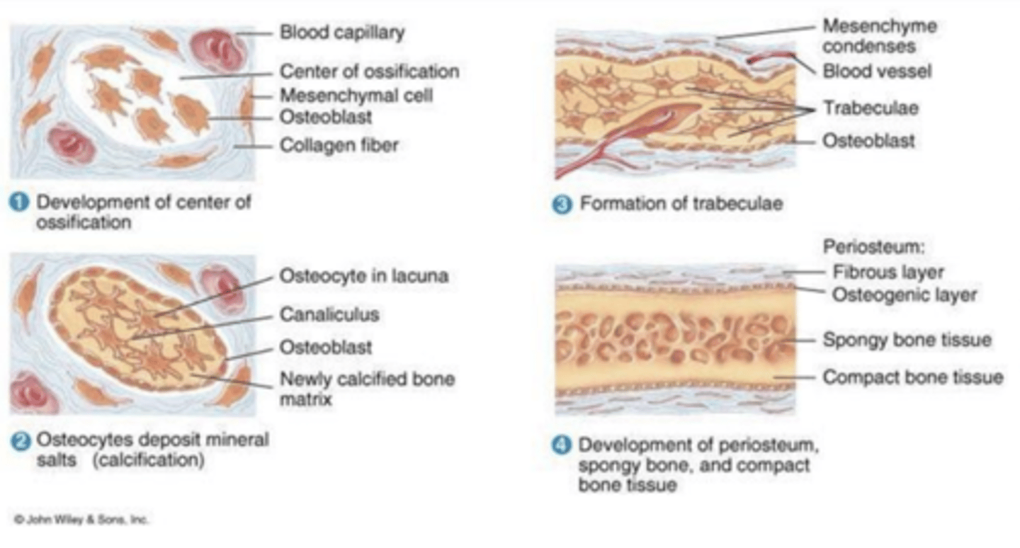 <p>direct or indirect ossification?</p>