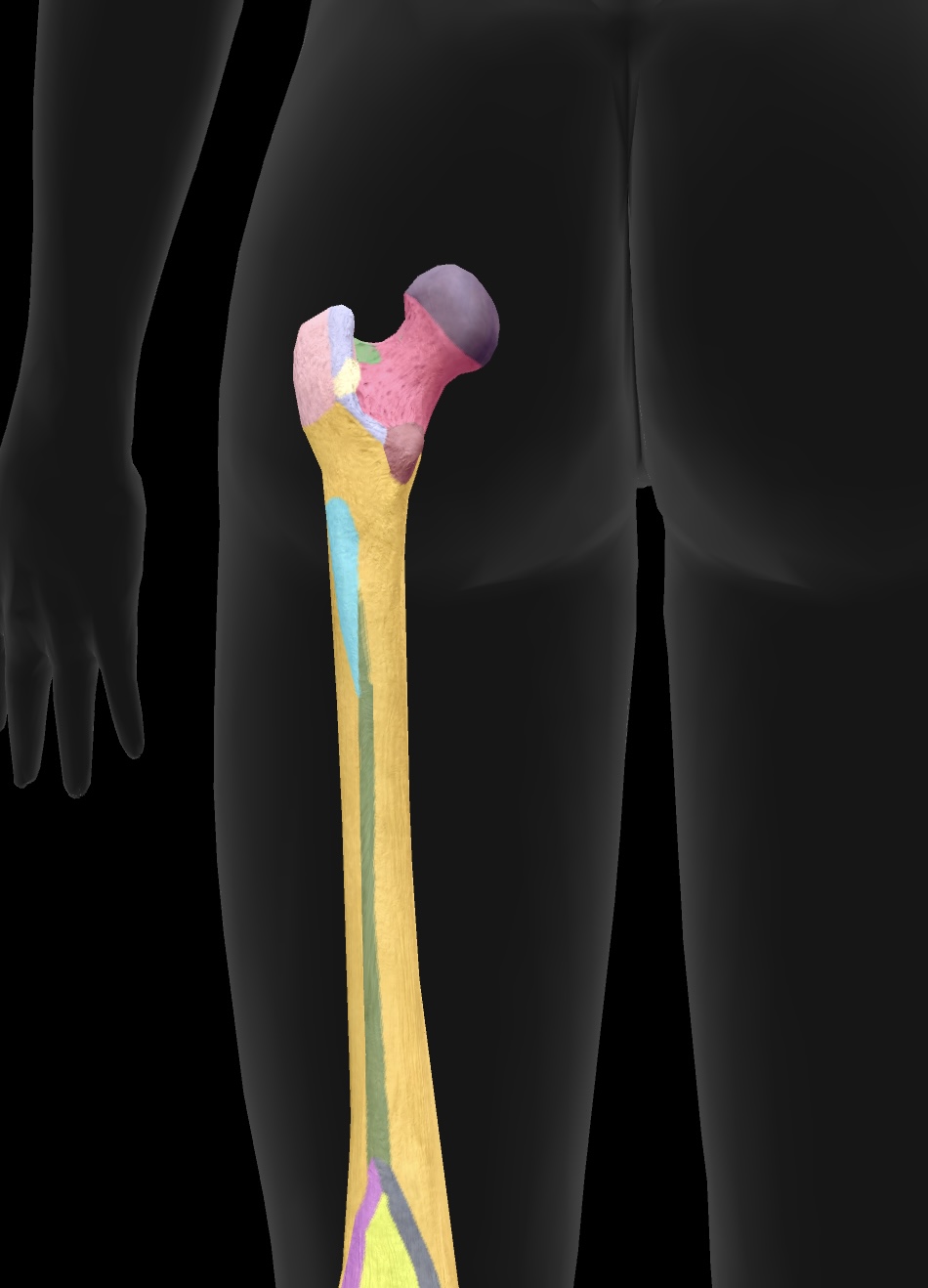 <p>ridge on the femur for gluteus maximus attachment </p>