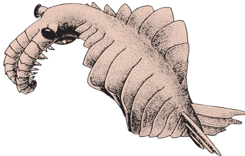<p>Cambrian explosion: ~15 my period that began at the start of Cambrian, characterized by the&nbsp;<span>relatively rapid diversification of animals during the period. Included increased numbers of animals with </span><strong><span>skeletons</span></strong><span> and the expansion of </span><strong><span>predation</span></strong><span> as a trophic level.</span></p><p>Specifically featured:</p><ul><li><p>Expansion of many clades that featured animals w/ calcified and segmented skeletons, such as trilobites, echinoderms, cnidarians (coral), primitive mollusks, and inarticulate and articulate brachiopods, nautiloids (predators, look like squid in cones). <strong>Tommotian fauna</strong>&nbsp;marked the start of widespread skeletal formation in the Cambrian.</p></li><li><p>Appearance of <strong>Chengjiang fauna</strong> - soft-bodied animals including cnidarians and predatory worms - and <strong>anomalocarids</strong> - huge, nektonic carnivores that impaled prey (picture of anomalocarid attached)&nbsp;</p></li><li><p>Appearance of primitive chordates, including conodonts, the first fish, and<strong> Pikaia</strong></p></li><li><p>Appearance of&nbsp;<strong>Burgess Shale Fauna</strong> in western NA, which lived in deeper, suboxic waters and represented one of the most important fossil assemblages.<strong> Included Pikaia</strong></p></li><li><p>Evolution of new modes of life: <strong>predators</strong> (and big ones) + expansion/solidification of roles such as deposit feeders and suspension feeders</p></li></ul><p></p>