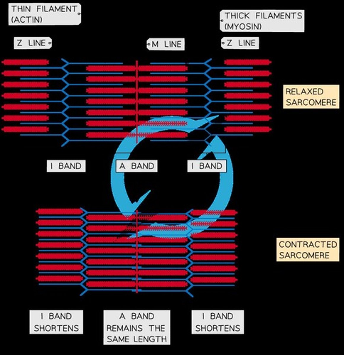<p>describes the process of muscle contraction at the molecular level.</p>
